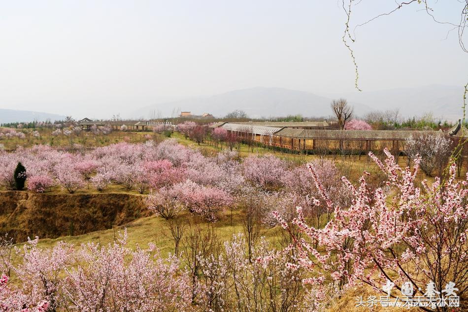秦安:芳蕊遍地蜜蜂闹*光春**明媚凤山娇