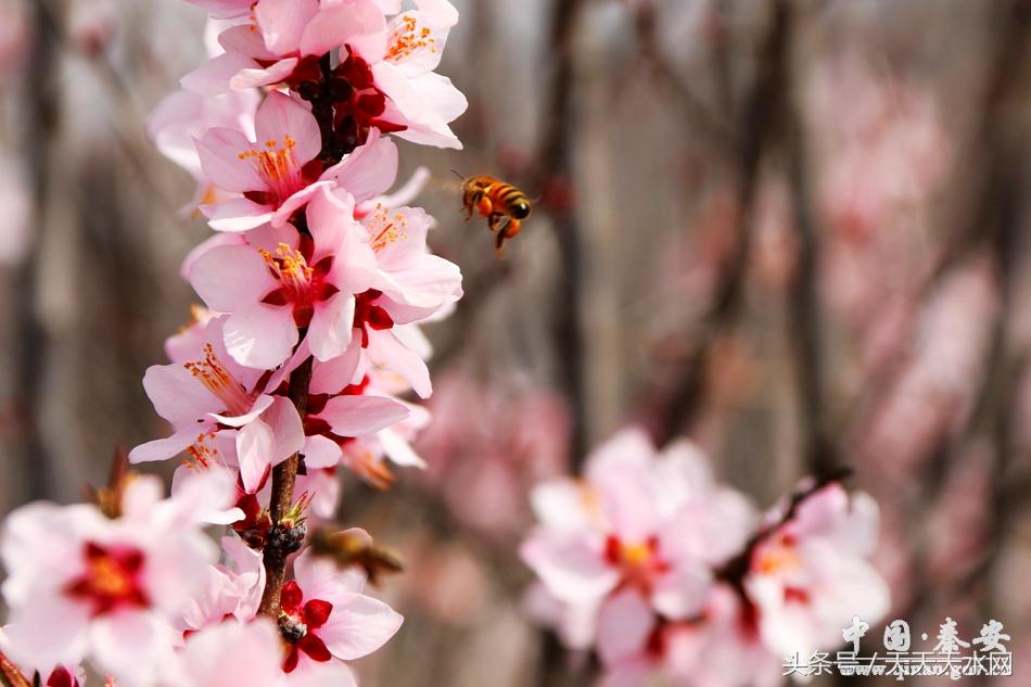 秦安:芳蕊遍地蜜蜂闹*光春**明媚凤山娇