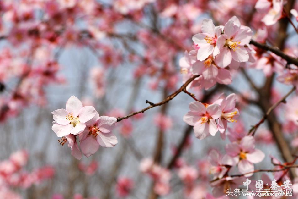 秦安:芳蕊遍地蜜蜂闹*光春**明媚凤山娇