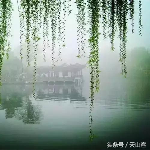 柳树的情感和品格,柳树的品格是什么