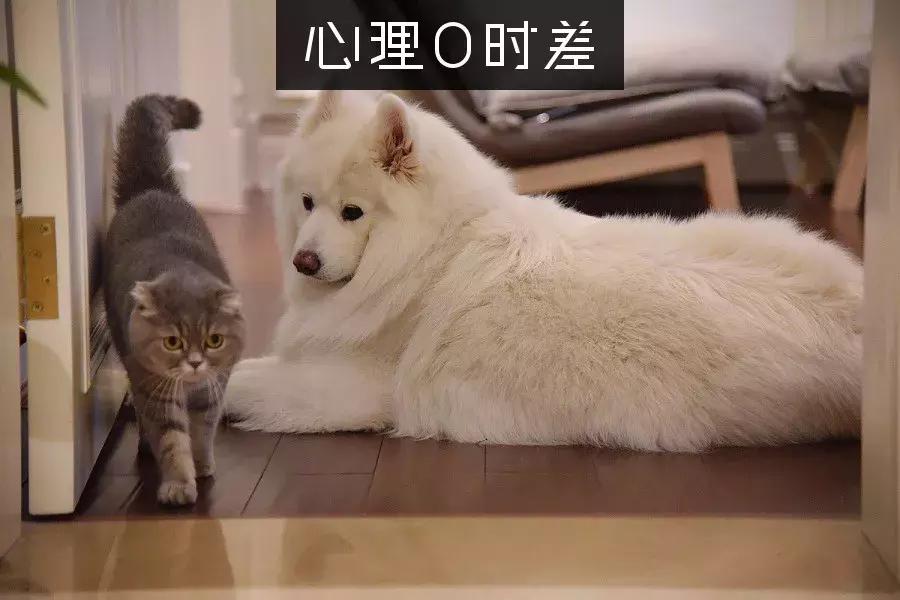 喜欢猫狗的人的心理,喜欢养猫的人心理学