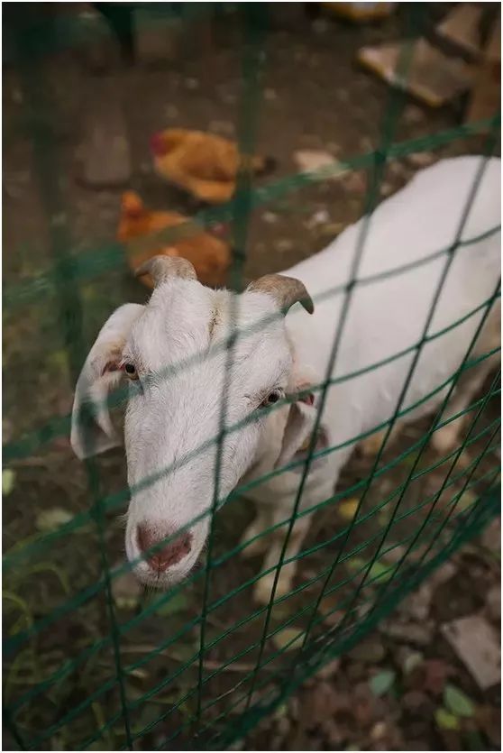 两家隐匿在迪士尼边的亲子度假庄园,采摘、烘焙,好的不得了!