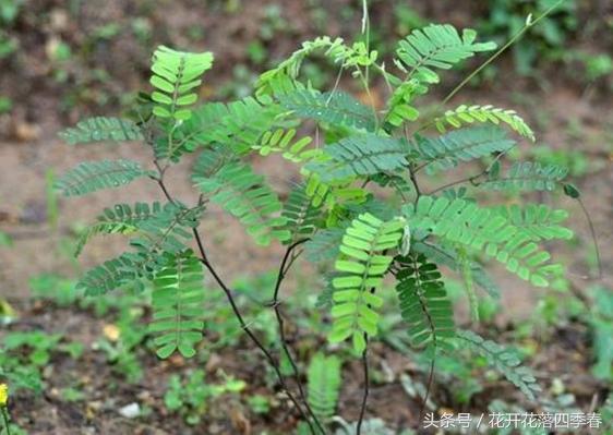 农村田间常见的草药,乡下不认识的草药