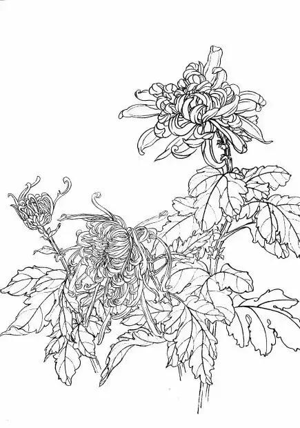入门白描花卉菊花视频,白描菊花国画如何上色