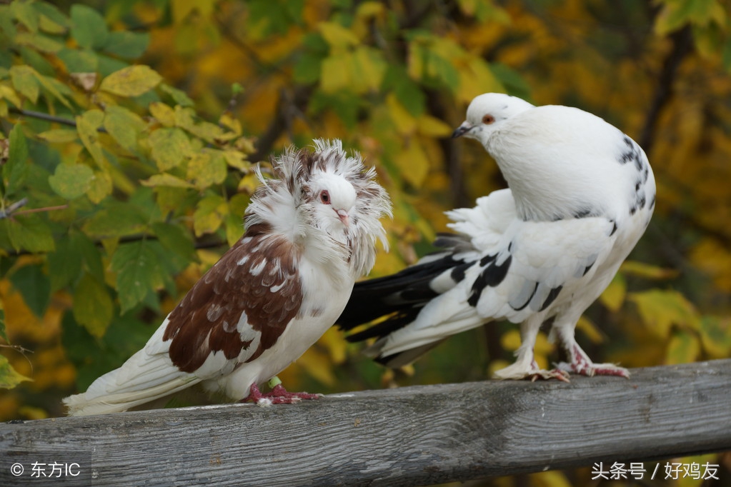 关于养鸽子的一些偏方,鸽子饲养方法大全