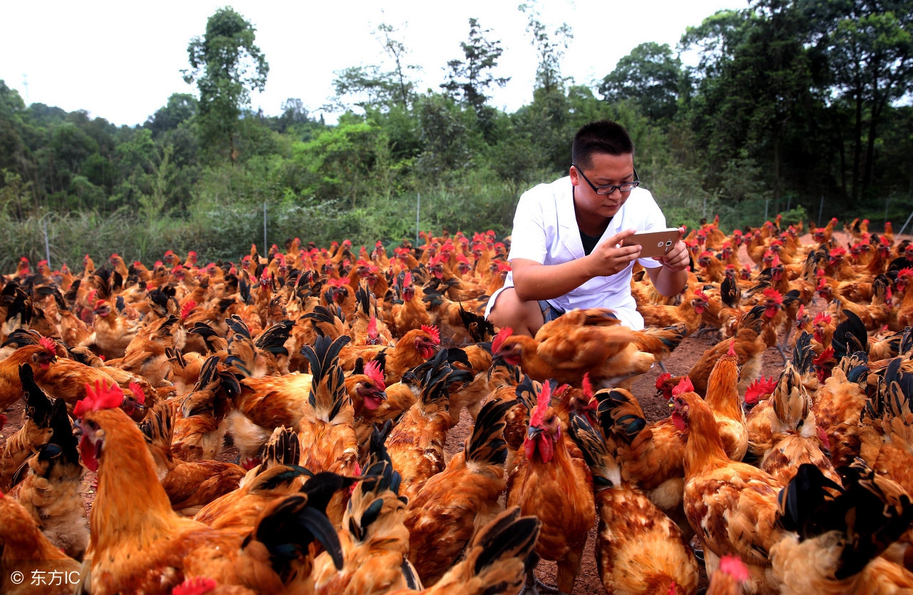 农村创业项目成功的两个必备条件,农民缺钱怎么办