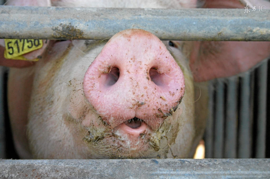 养猪场养猪猪鼻子出血什么病,猪场出现并发症怎么办