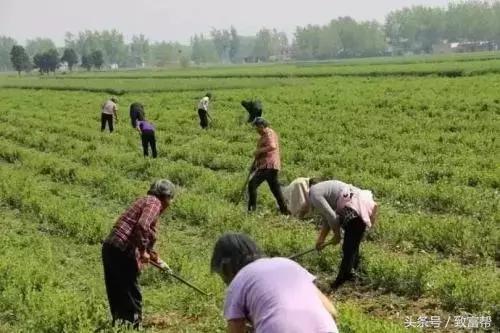 种植中药材致富,农村种植致富项目中药材