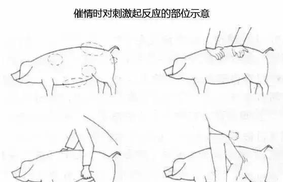 母猪断奶后第一次返情能配吗,母猪断奶不发情怎么办