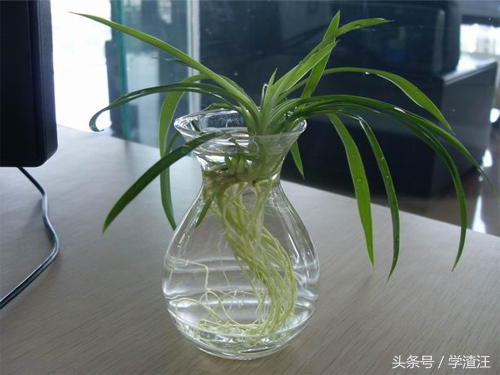 水培的吊兰可以用啤酒水浇吊兰吗,吊兰怎样水培才能养好