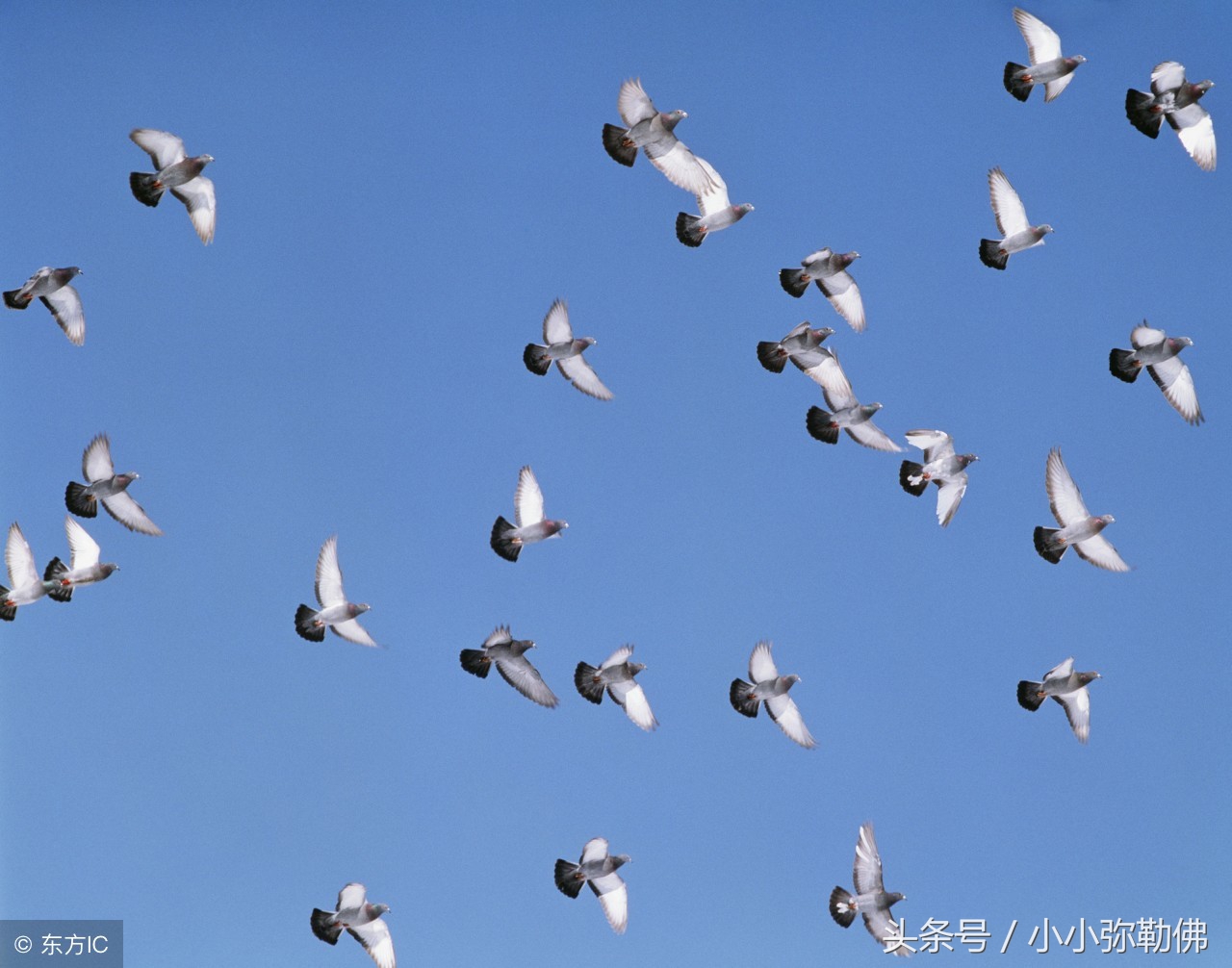 怎么挑选优质信鸽？眼砂很重要！你会吗？