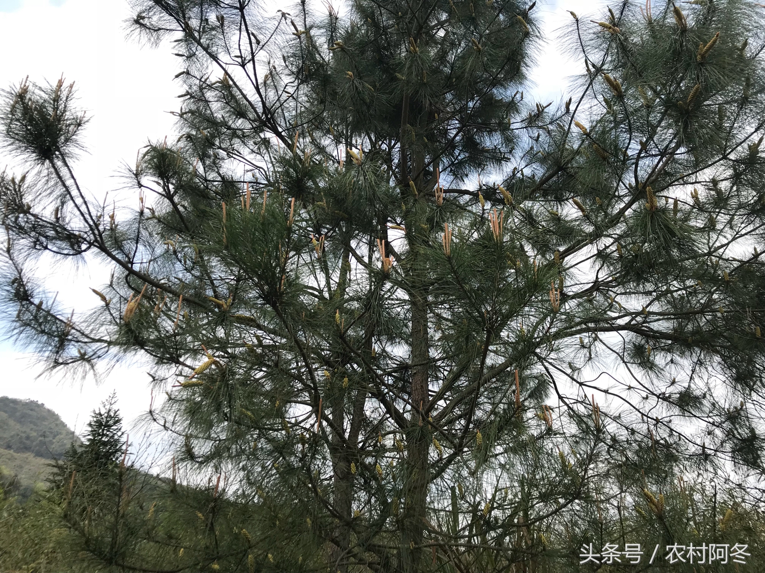 山上的松花粉多少钱一斤,药材松花粉