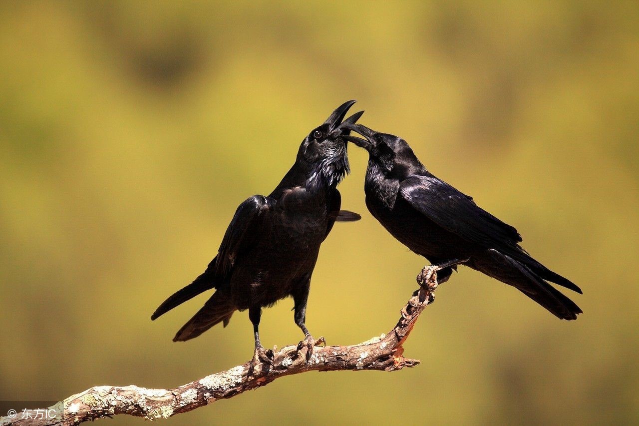 去英国为什么要带伞,英国出行需要注意什么