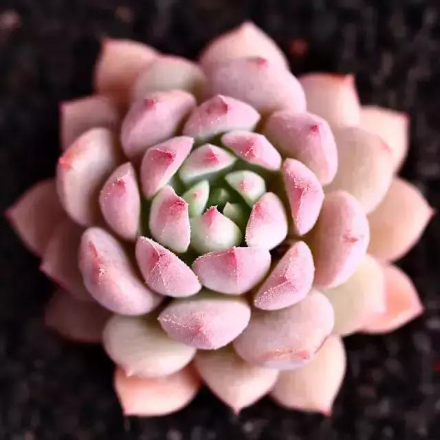 270种常见多肉图谱,270种常见多肉盆景