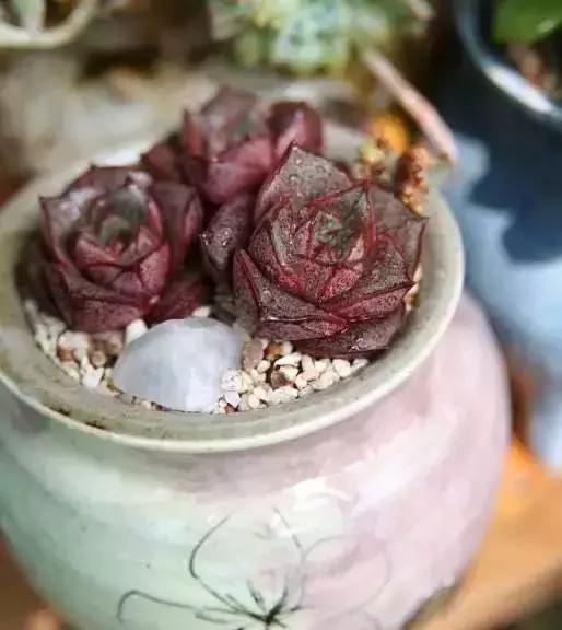 270种常见多肉图谱,270种常见多肉盆景