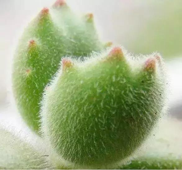 270种常见多肉图谱,270种常见多肉盆景