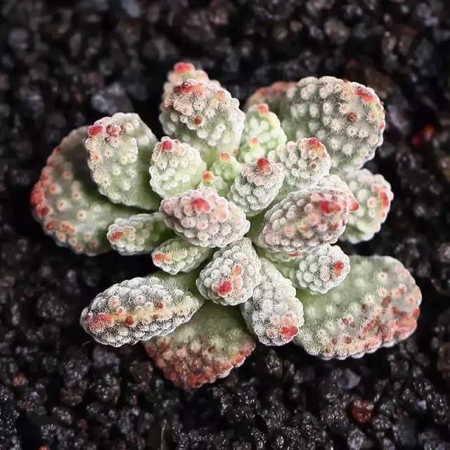 270种常见多肉图谱,270种常见多肉盆景