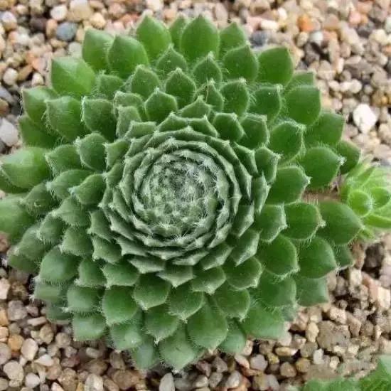 270种常见多肉图谱,270种常见多肉盆景