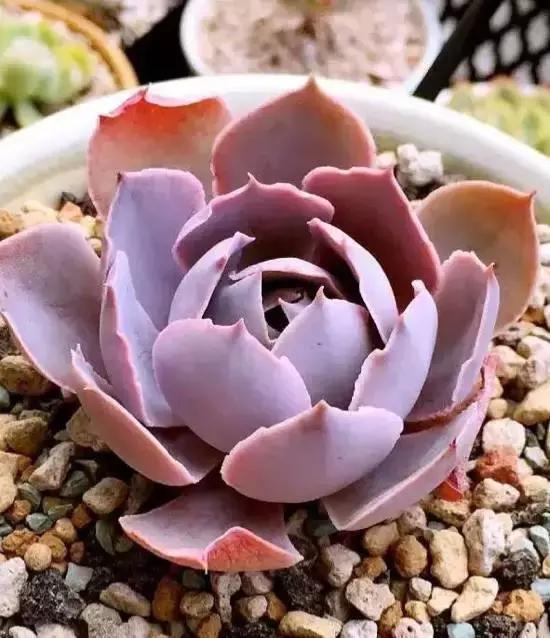 270种常见多肉图谱,270种常见多肉盆景