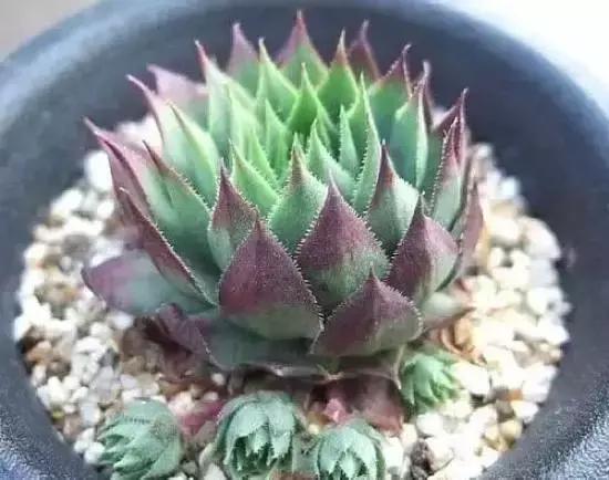 270种常见多肉图谱,270种常见多肉盆景