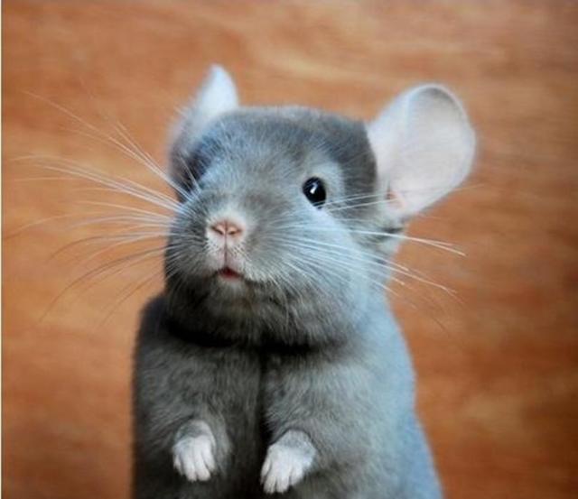 备受欢迎的小宠物,龙猫用什么耳钉最好