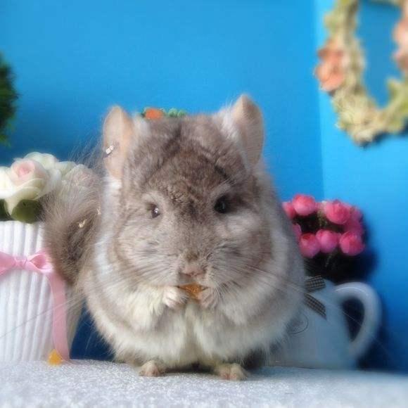 备受欢迎的小宠物,龙猫用什么耳钉最好