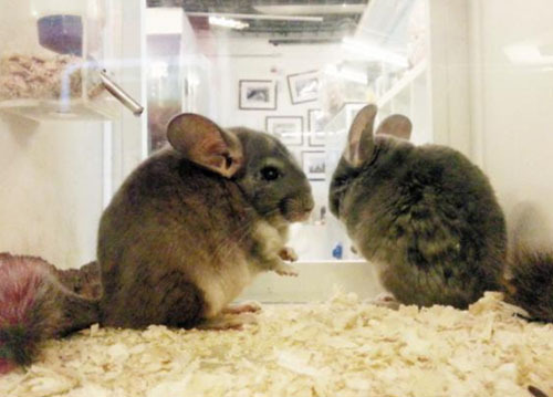 龙猫同笼打架,龙猫打架会有什么后果