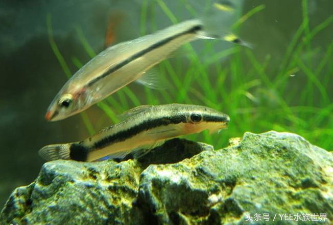 草缸哪种螺除藻最好,草缸养什么虾除藻强