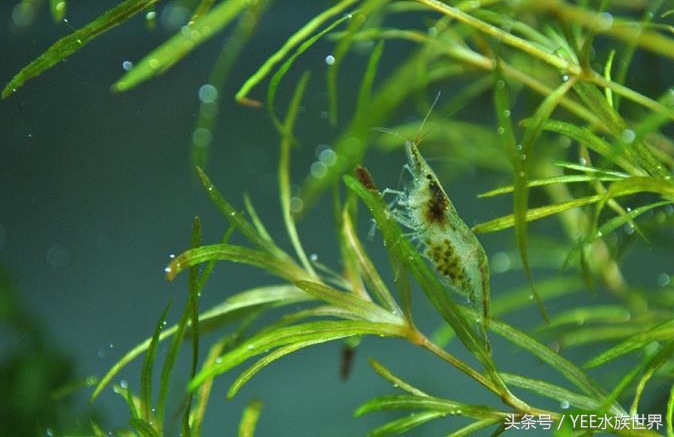 草缸哪种螺除藻最好,草缸养什么虾除藻强