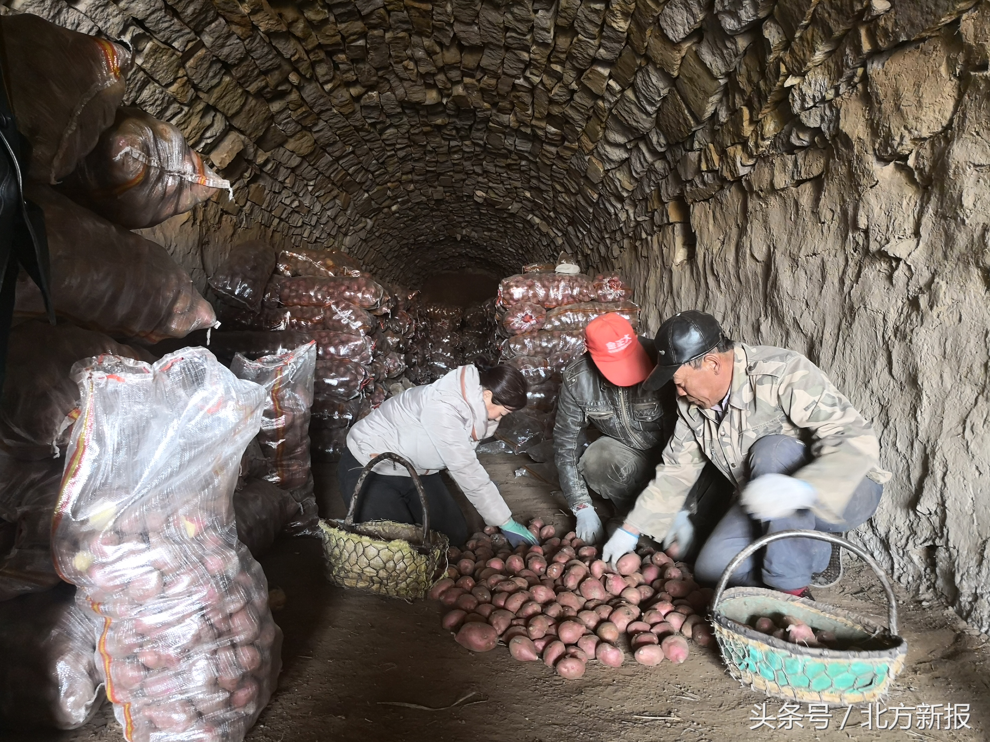 呼和浩特土豆批发送货,呼和浩特市武川县金三角土豆基地