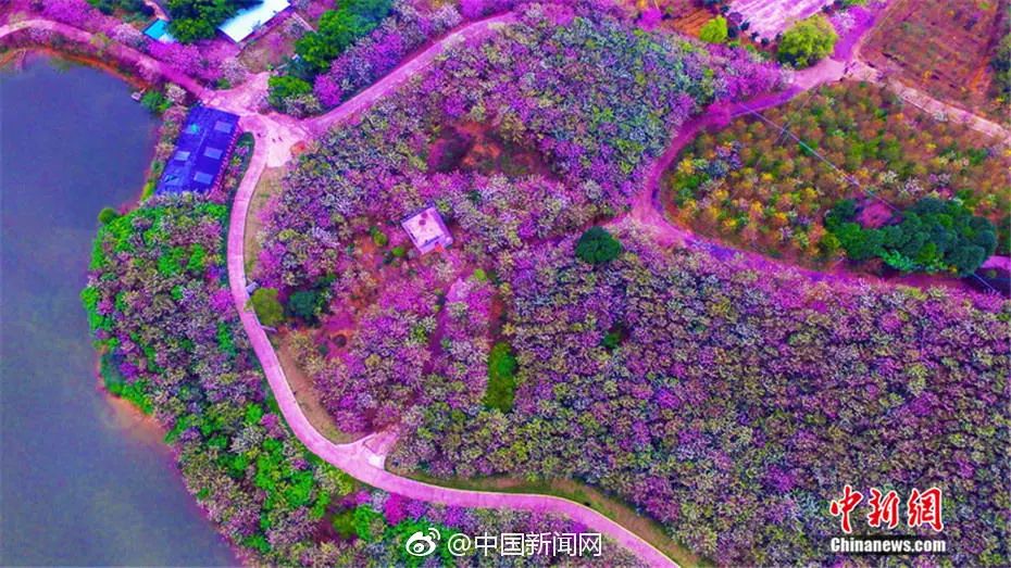 美爆了雨中的园博园风景美如画,美爆最美樱花大道继续绽放