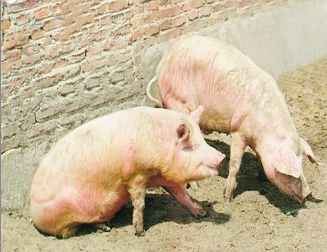 牛口蹄疫的治疗方法,羊口蹄疫怎么治疗