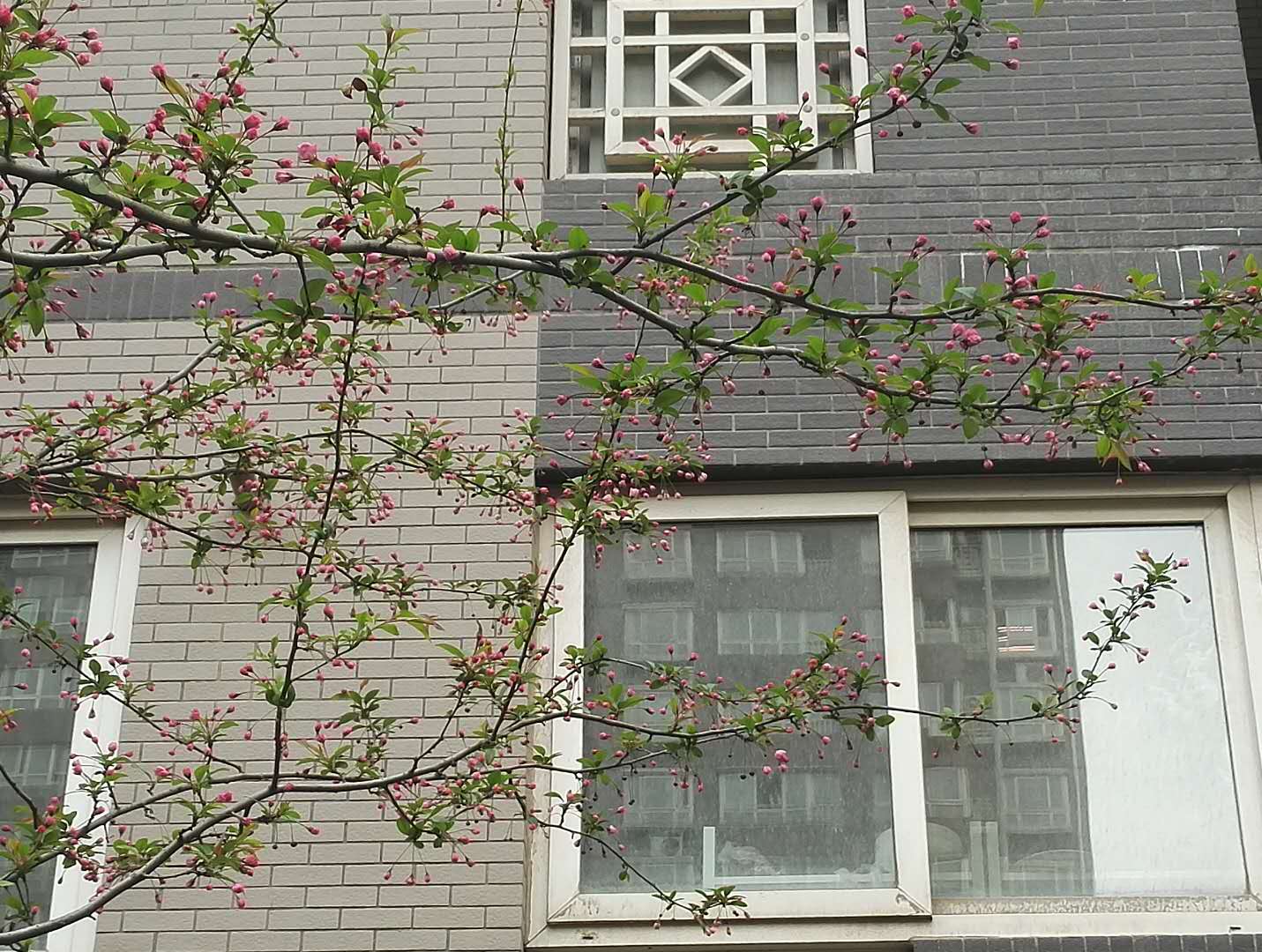 东风吹上海棠梢——海棠四品，西安已开三品