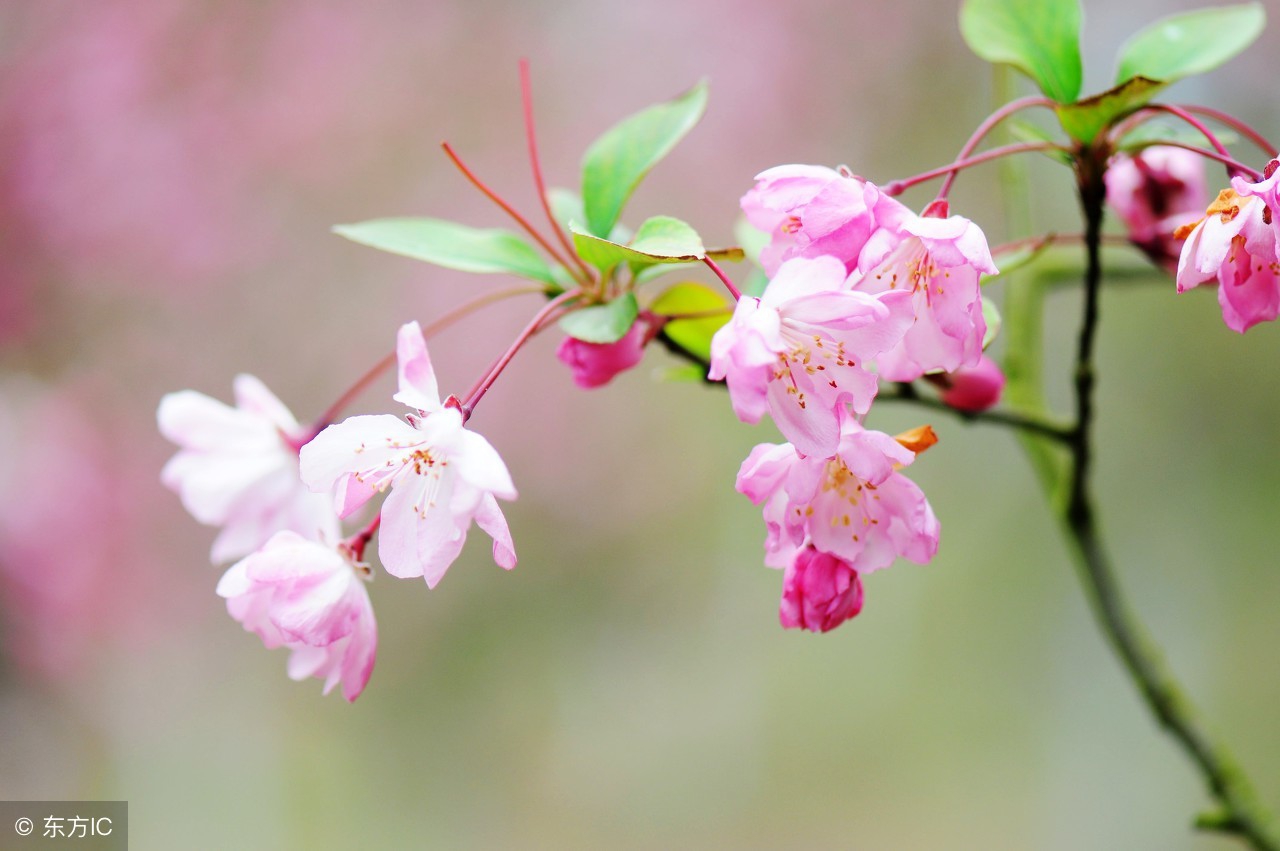 东风吹上海棠梢——海棠四品，西安已开三品