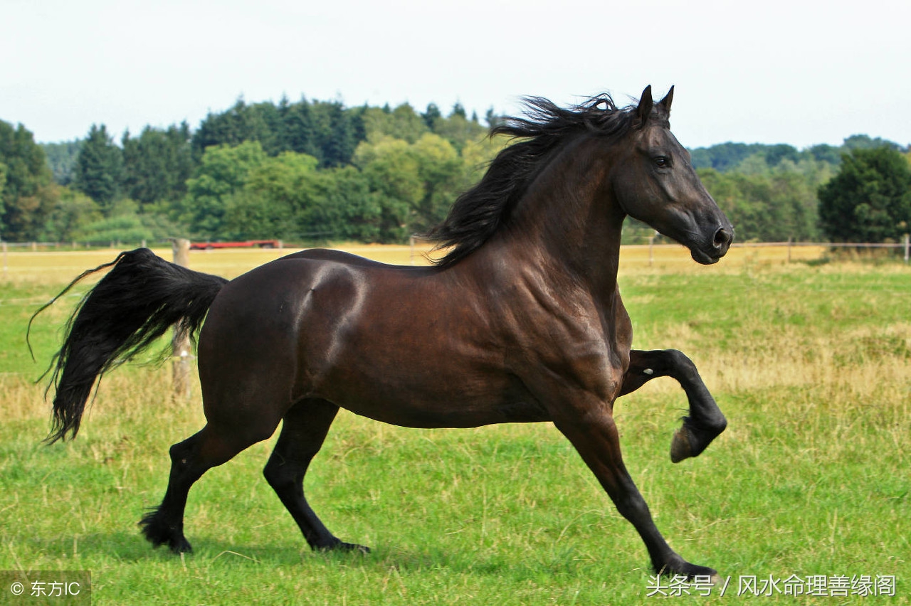 2018年十二生肖总体运势解析,2018年十二生肖每周运势详解