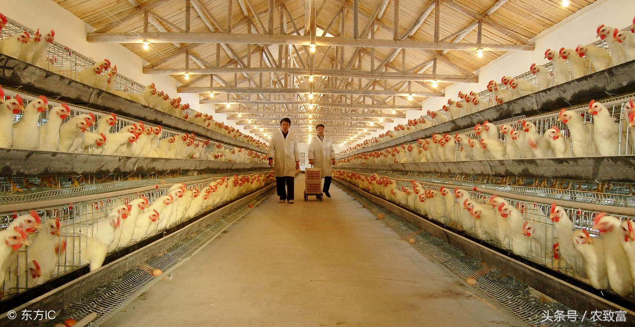 初夏气温多变，谨防肉鸡受凉感冒