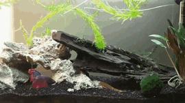 奇迹锦鲤观赏鱼,奇迹观赏鱼