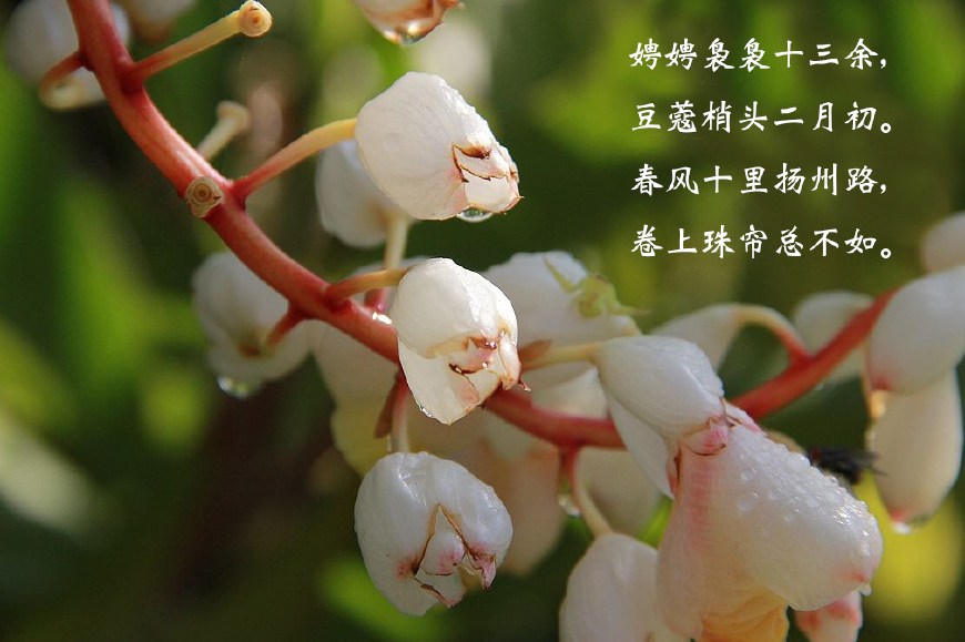 杜牧写的最美的诗,杜牧写女子的诗