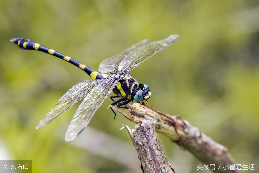 这8类益虫要记好，纯天然的蔬菜就靠它们啦，不用再打农药
