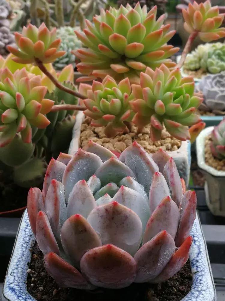 为了多肉改造阳台,疯狂的她