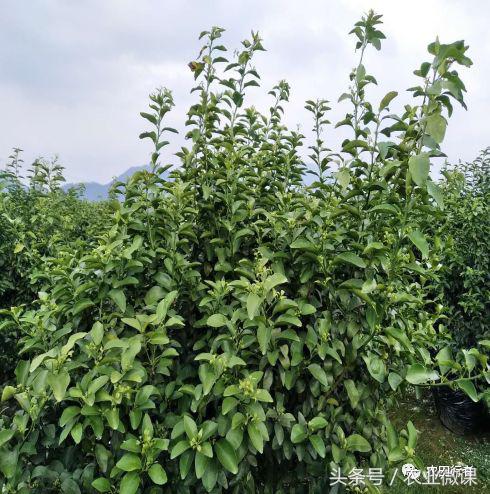 看见自家柑橘树上“飘零的花朵”，真的很忧愁啊！你有招吗