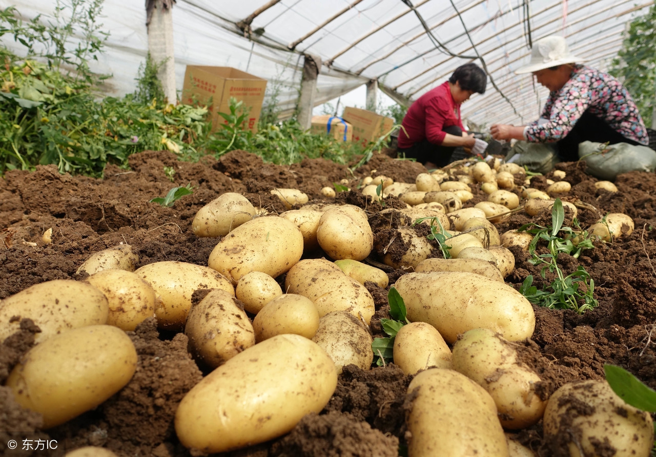 马铃薯传入中国在哪里种植最广,全国最适宜马铃薯种植的三大区域