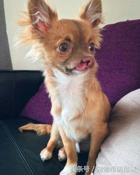 狗狗唇腭裂是什么导致的,小狗唇腭裂能活下去么