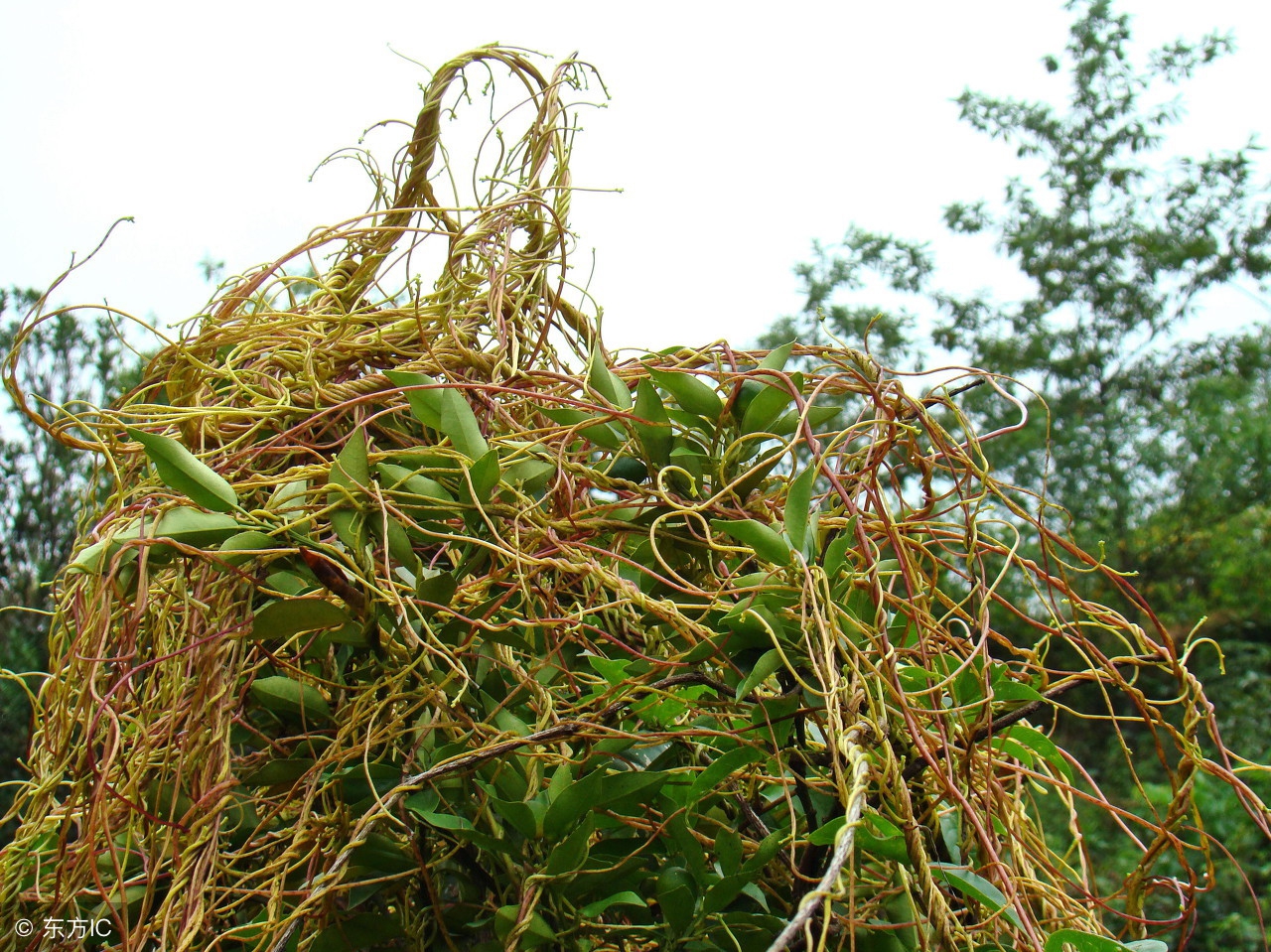 路边不起眼的野草却是补肾良药,农村哪种野草能吃对身体好