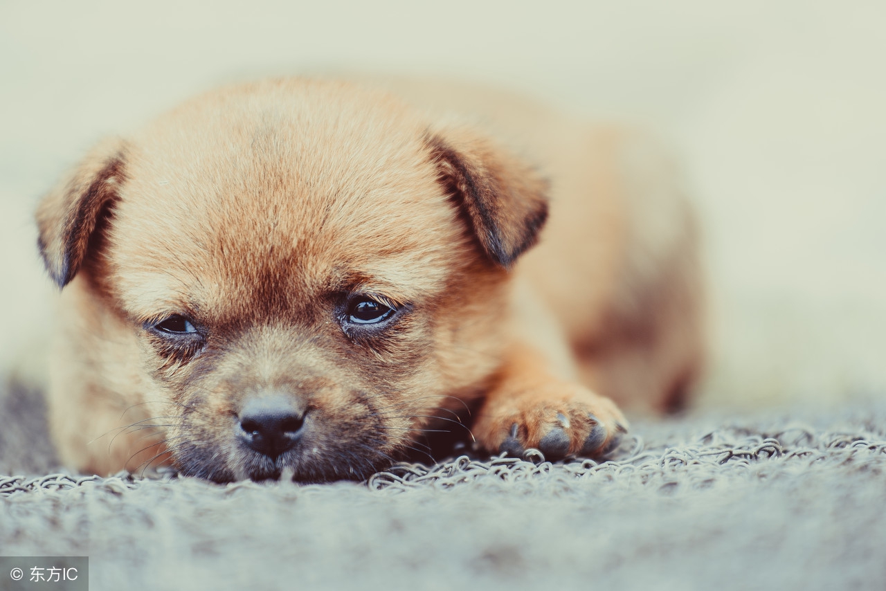 金匮要略水气病脉证并治原文诵读,金匮要略祛湿第一方