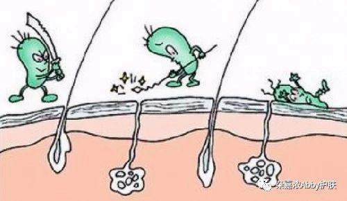 人体皮肤的正常菌群有哪些,皮肤菌群及功能