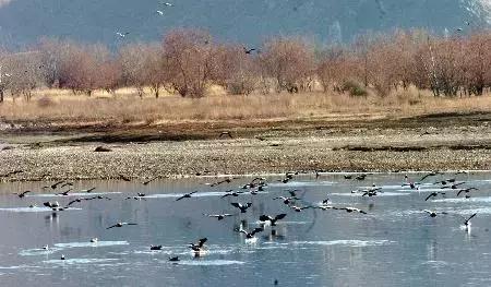 快乐的夹河滩（文/张凤鸣）