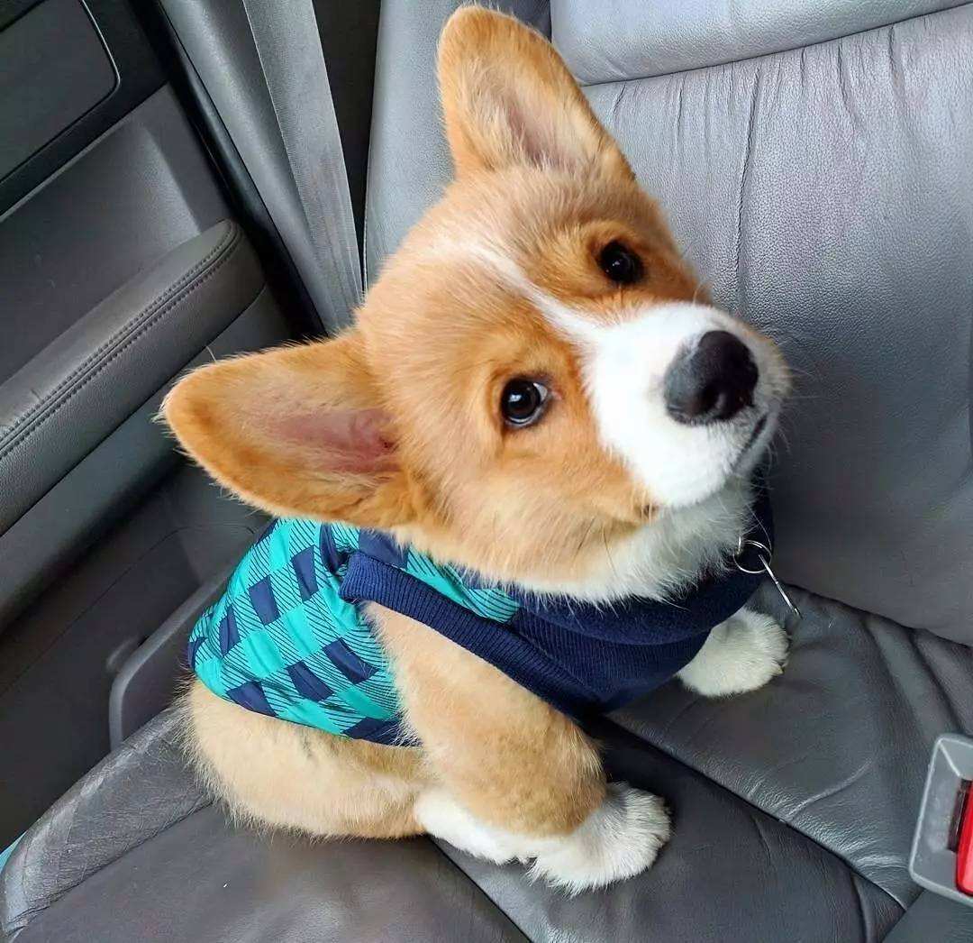 怎么养好柯基呀视频教程,怎么养柯基犬才比较好