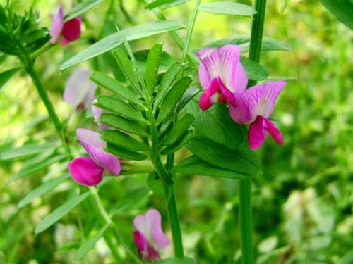 野豌豆口哨声音,野豌豆吹哨子