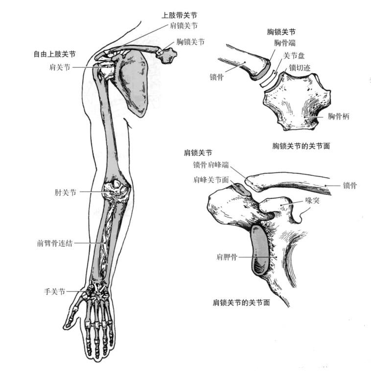 肩关节软组织损伤康复的最佳方法,打篮球肩峰撞击症最佳锻炼方法